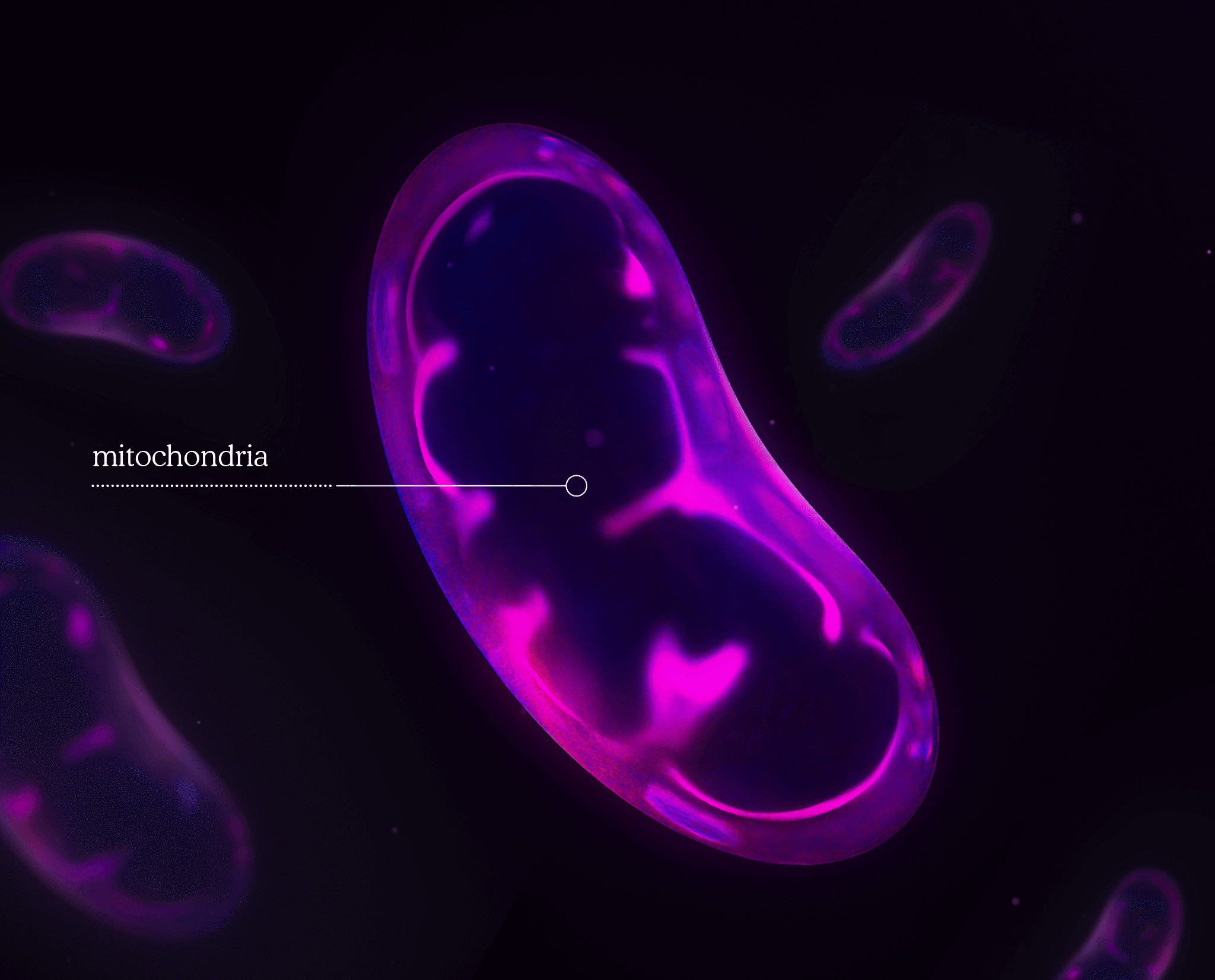 mitochondria illustration in purple