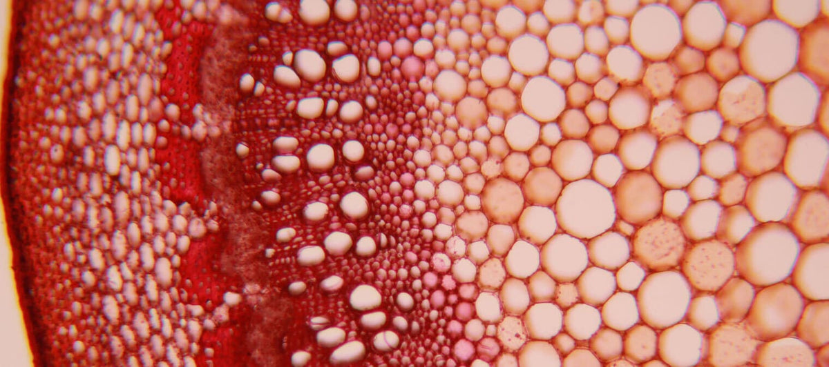 37 ways to look after your 37 trillion cells