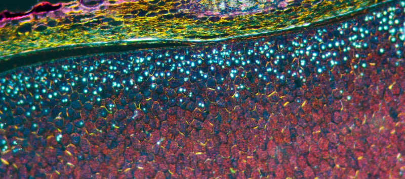 90 days of cell activity
