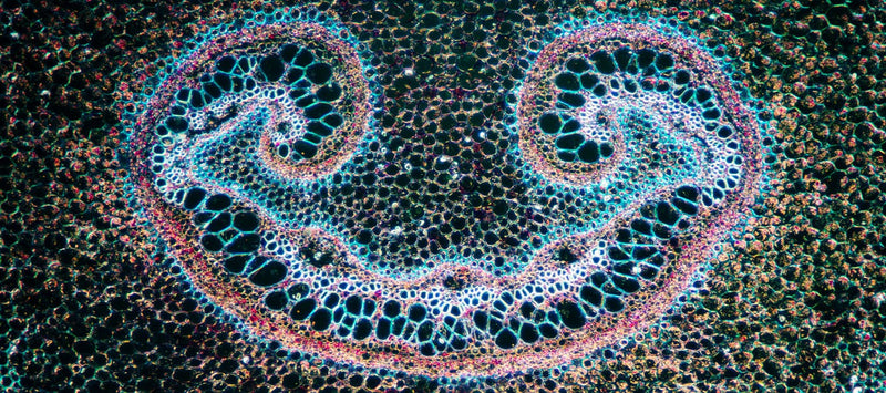 Thumbnail for Are mitochondria the key to mental health?