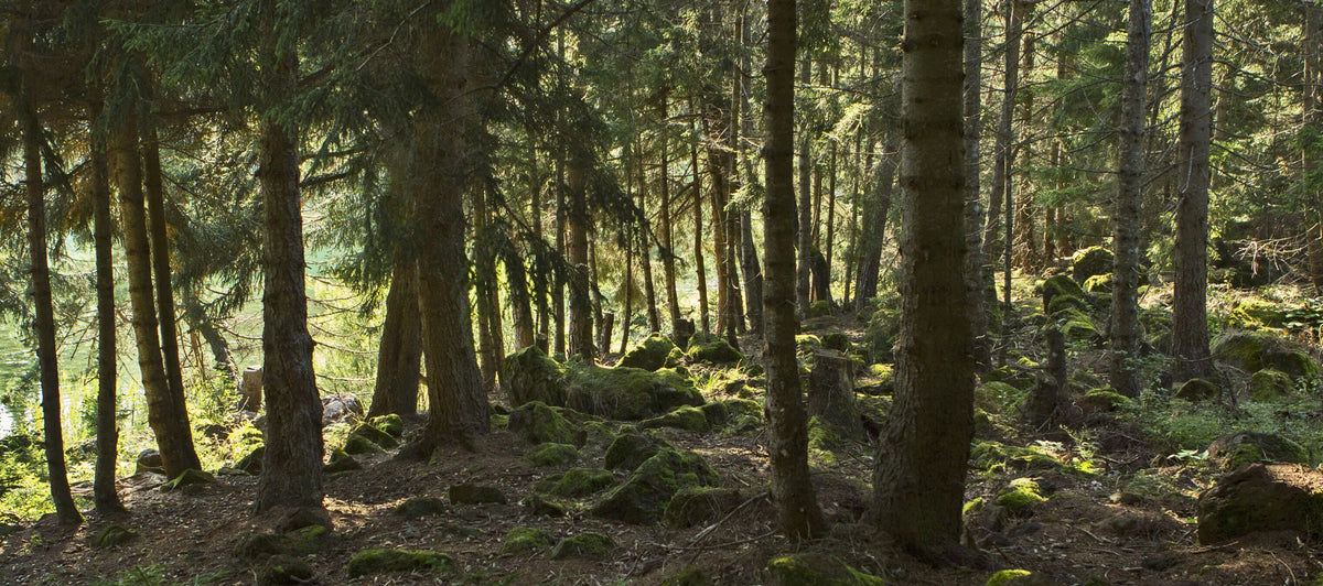 Exploring the potential benefits of Maritime Pine Bark