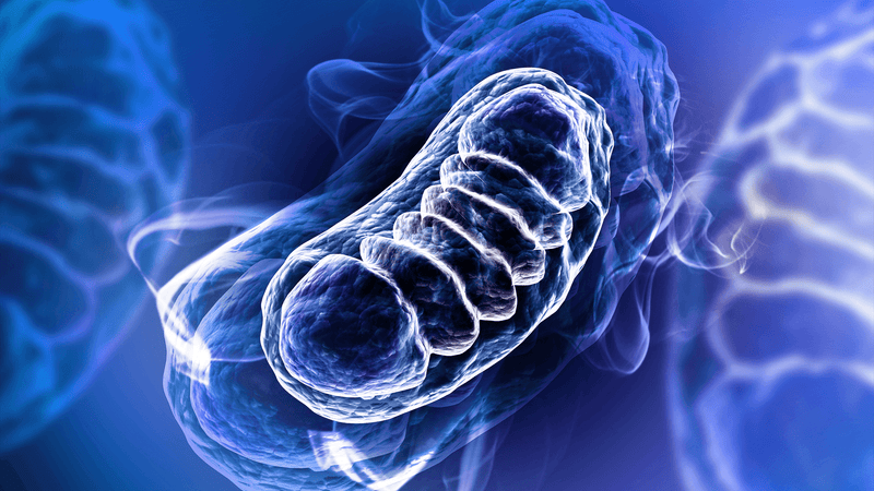 Thumbnail for How to optimize mitochondrial health for longevity