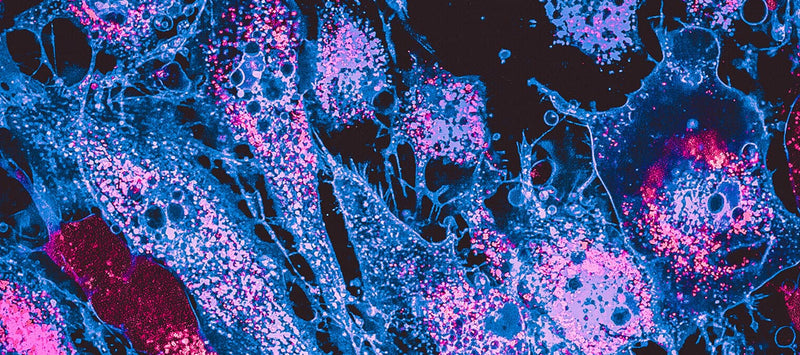 Meet the MitoQ Science Expert Panel