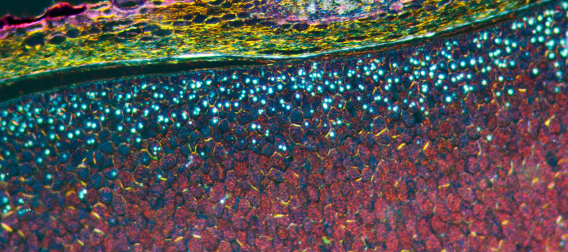 Thumbnail for Oxidative stress and immunity