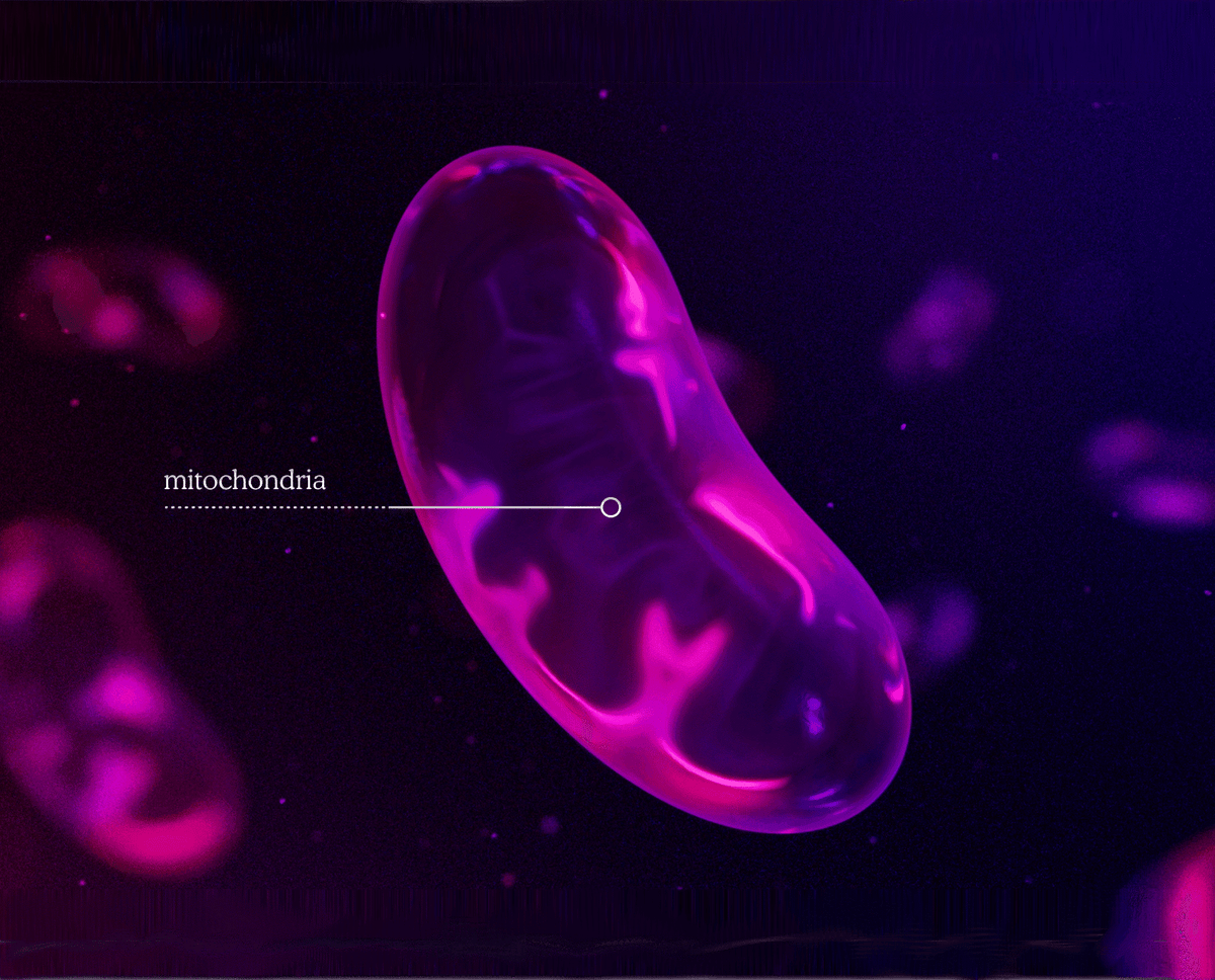 What are mitochondria? The powerhouse of the cell
