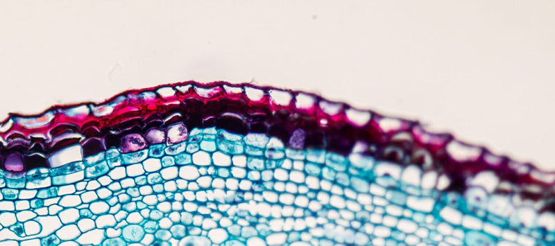 Thumbnail for What does bioavailability mean?