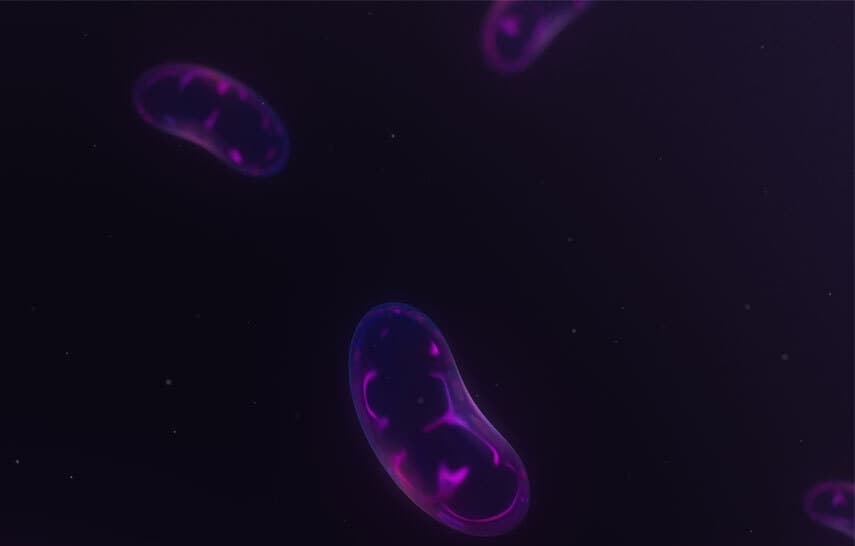 mitochondria