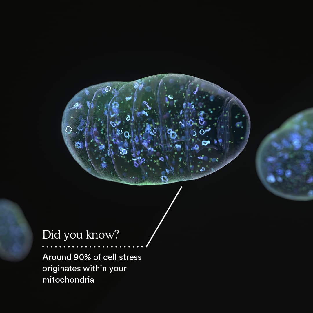 90% of cell stress begins in mitochondria