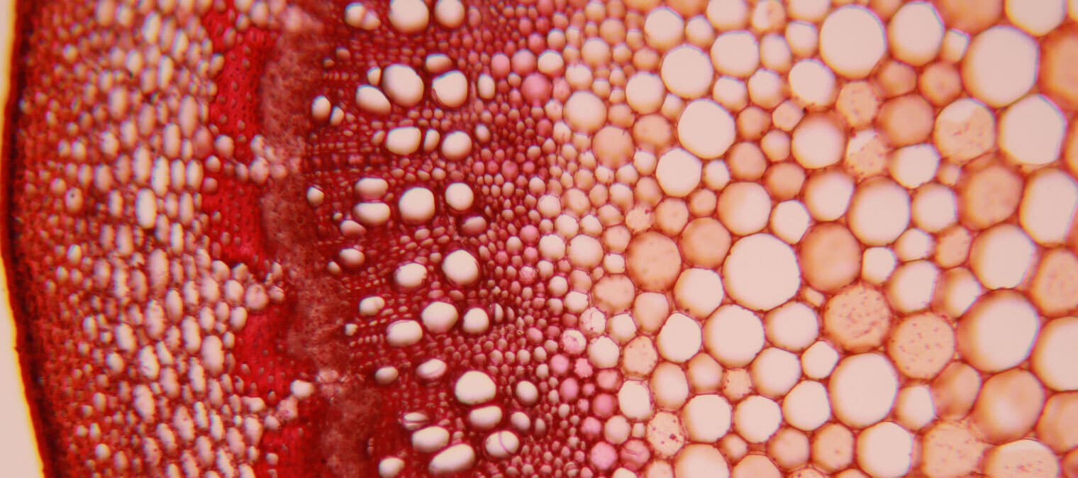 Human cell