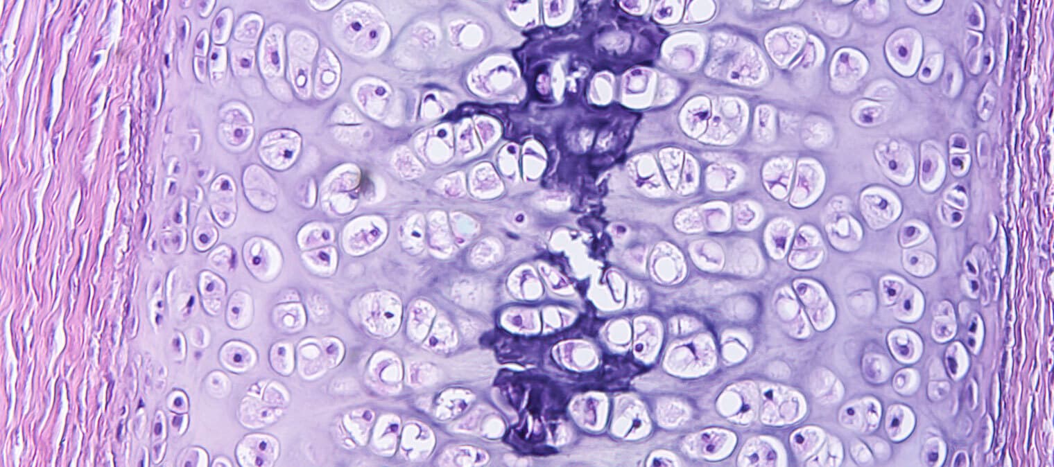 Human cells