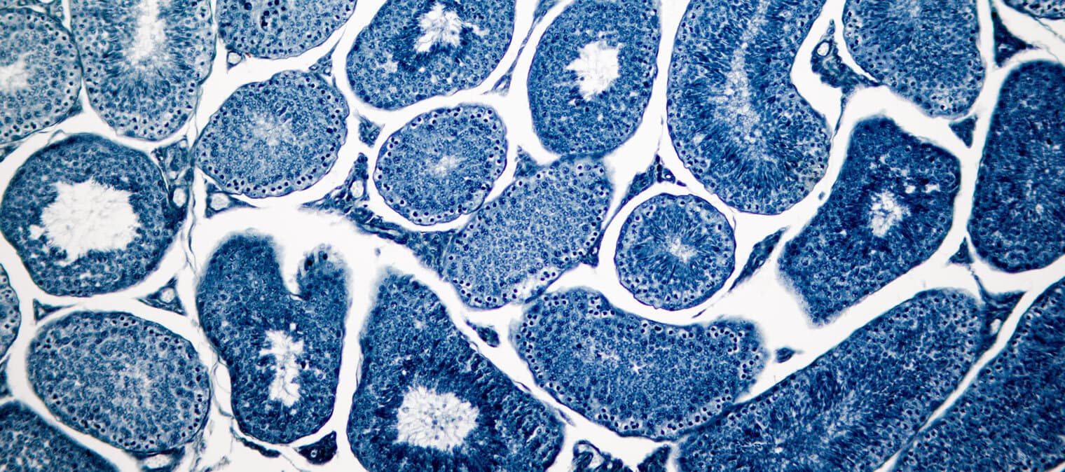 Human cells