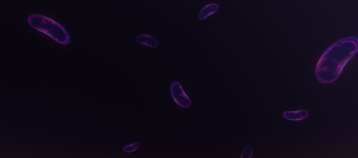mitochondria