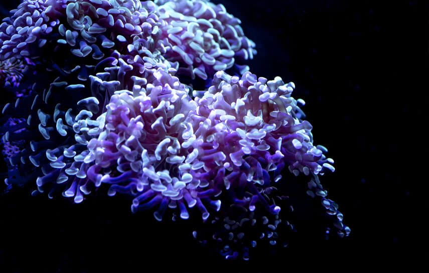 Coral in water