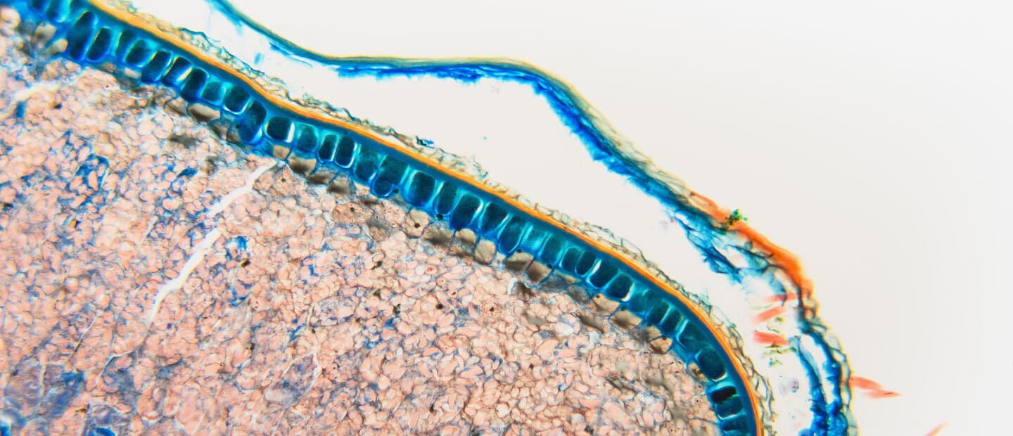 a close up magnified image of a cell