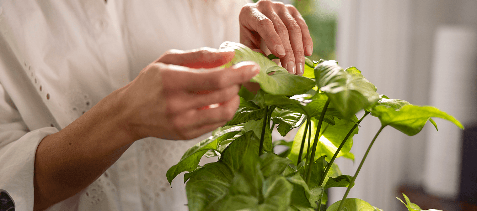 Lady pruning an indoor plant