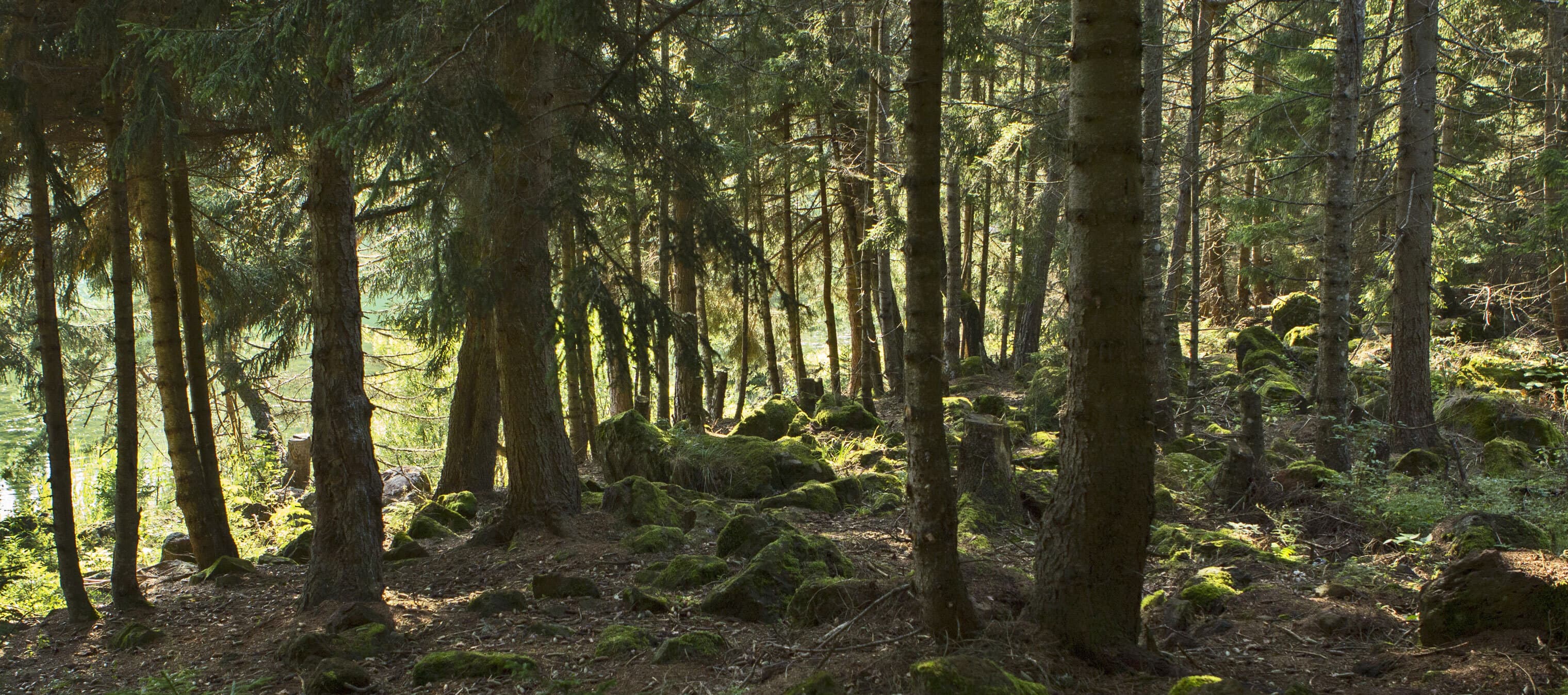 A pine forest