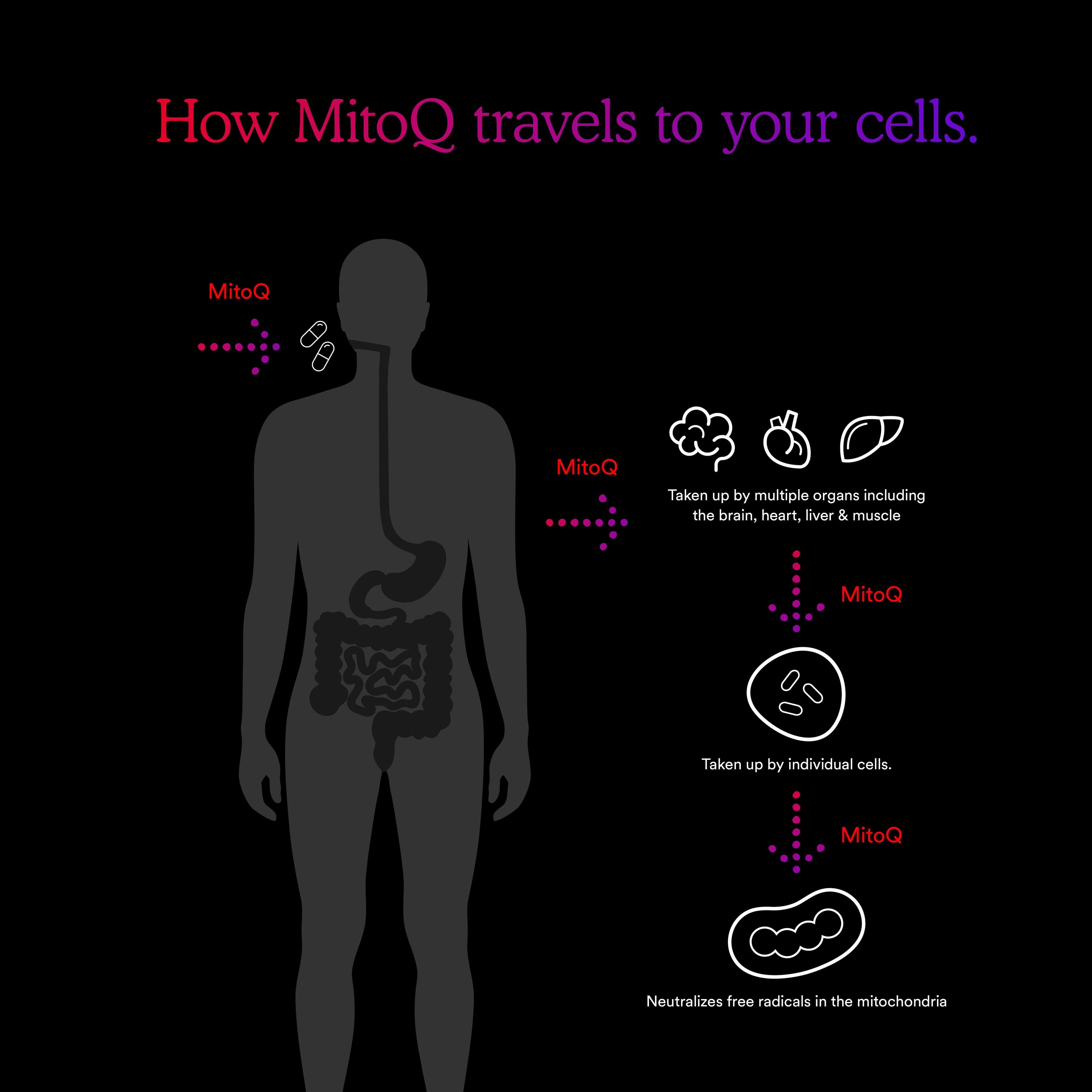 How MitoQ works