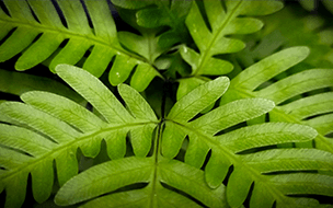 Polypodium from fern