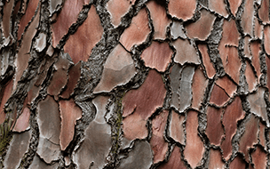 Ingredient Pycnogenol from pine back