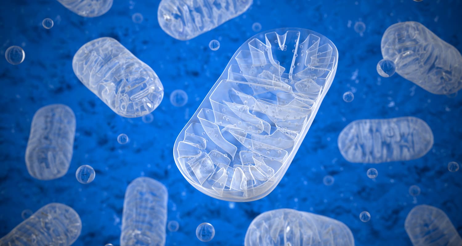 an illustration of mitochondria