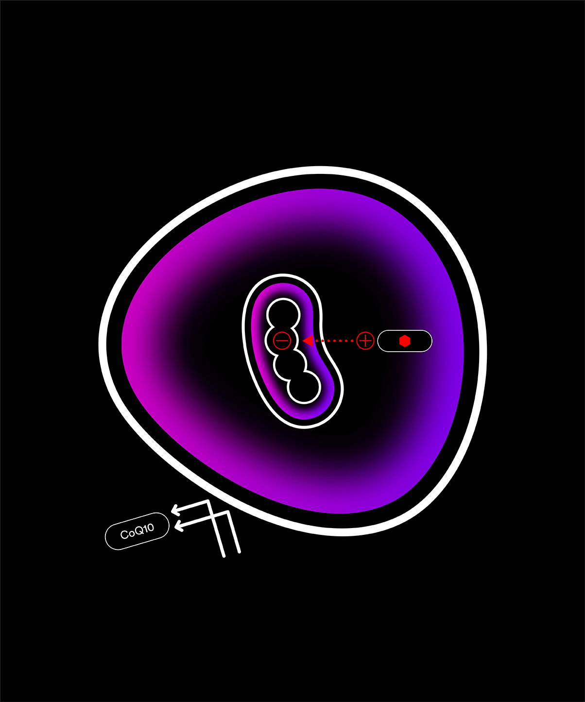 MitoQ entering cells and mitochondria compared to coq10