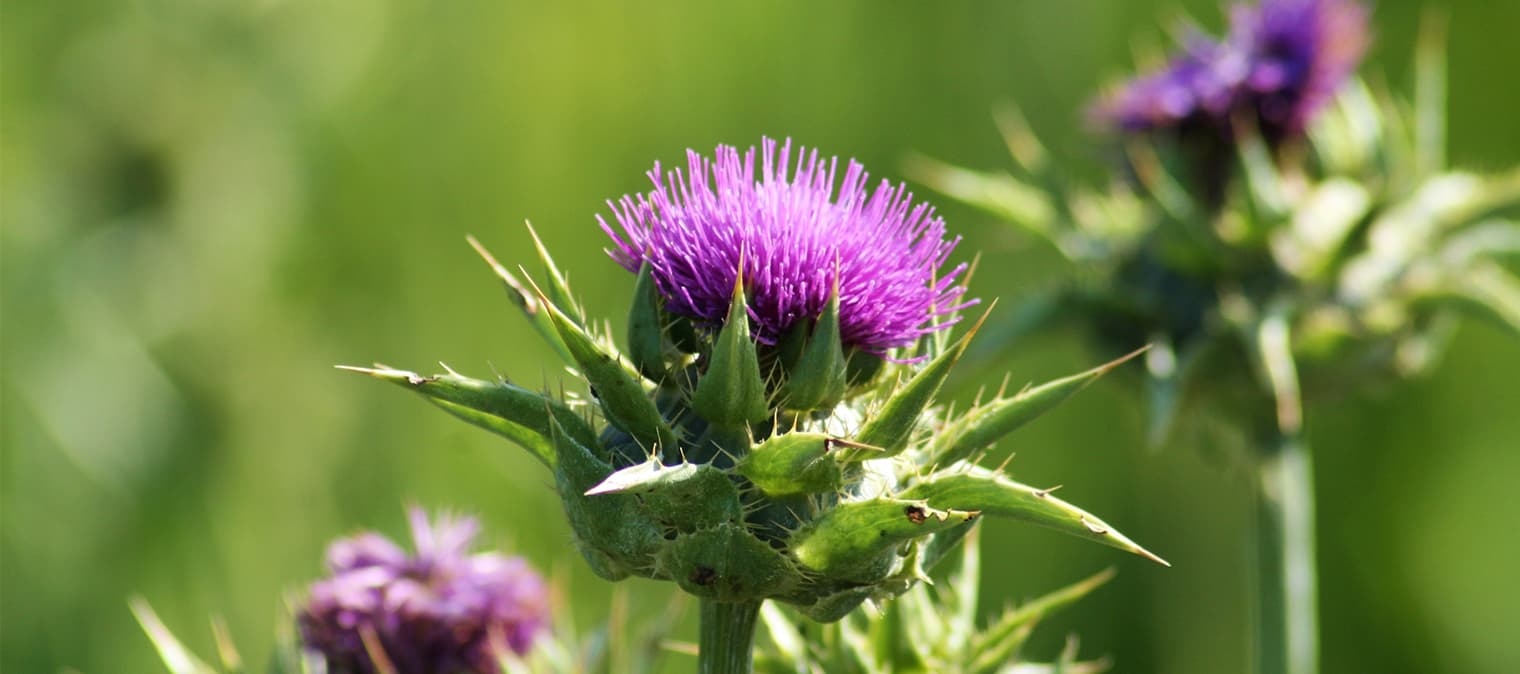 Milk thistle for liver health