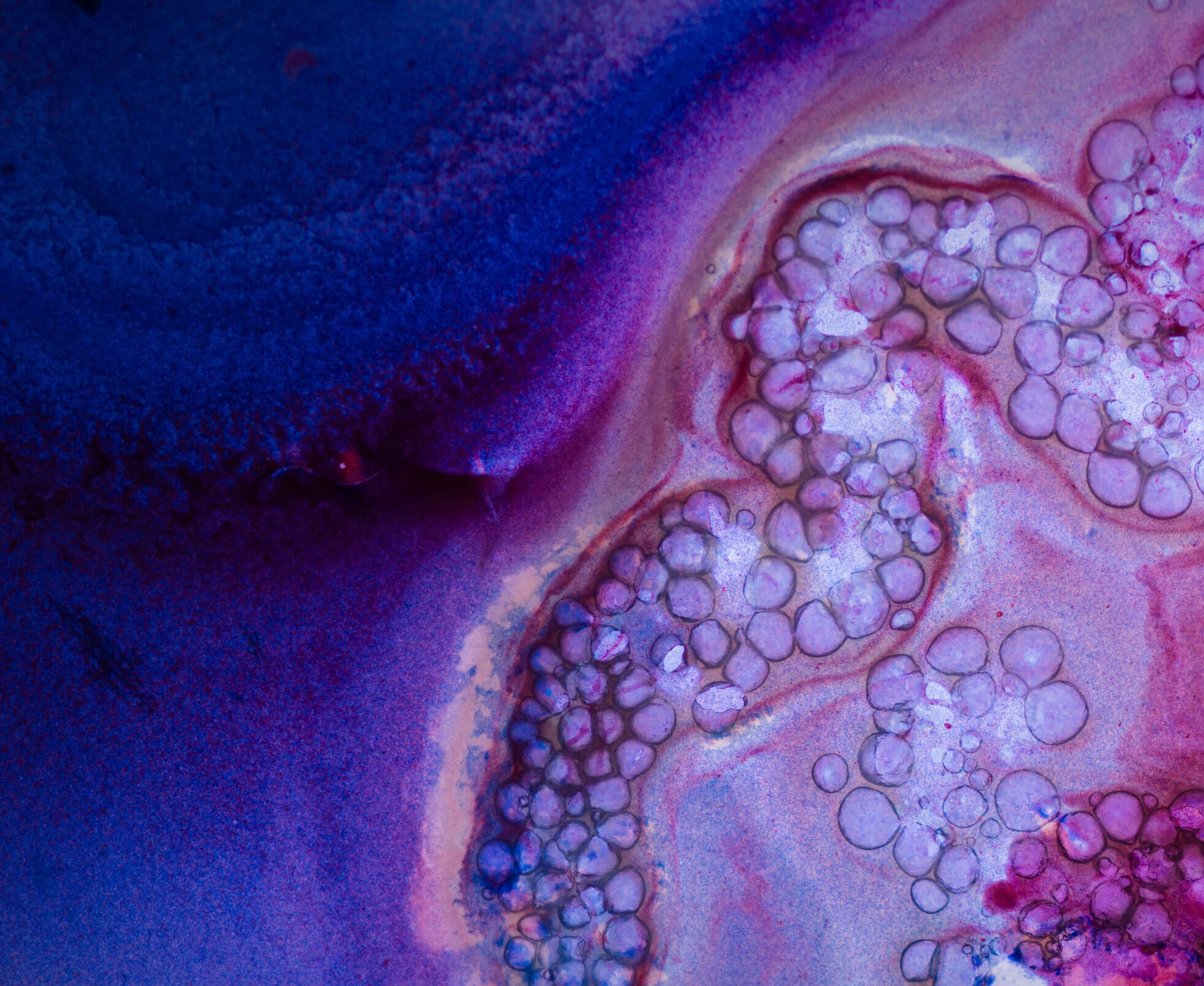 Cell under microscope