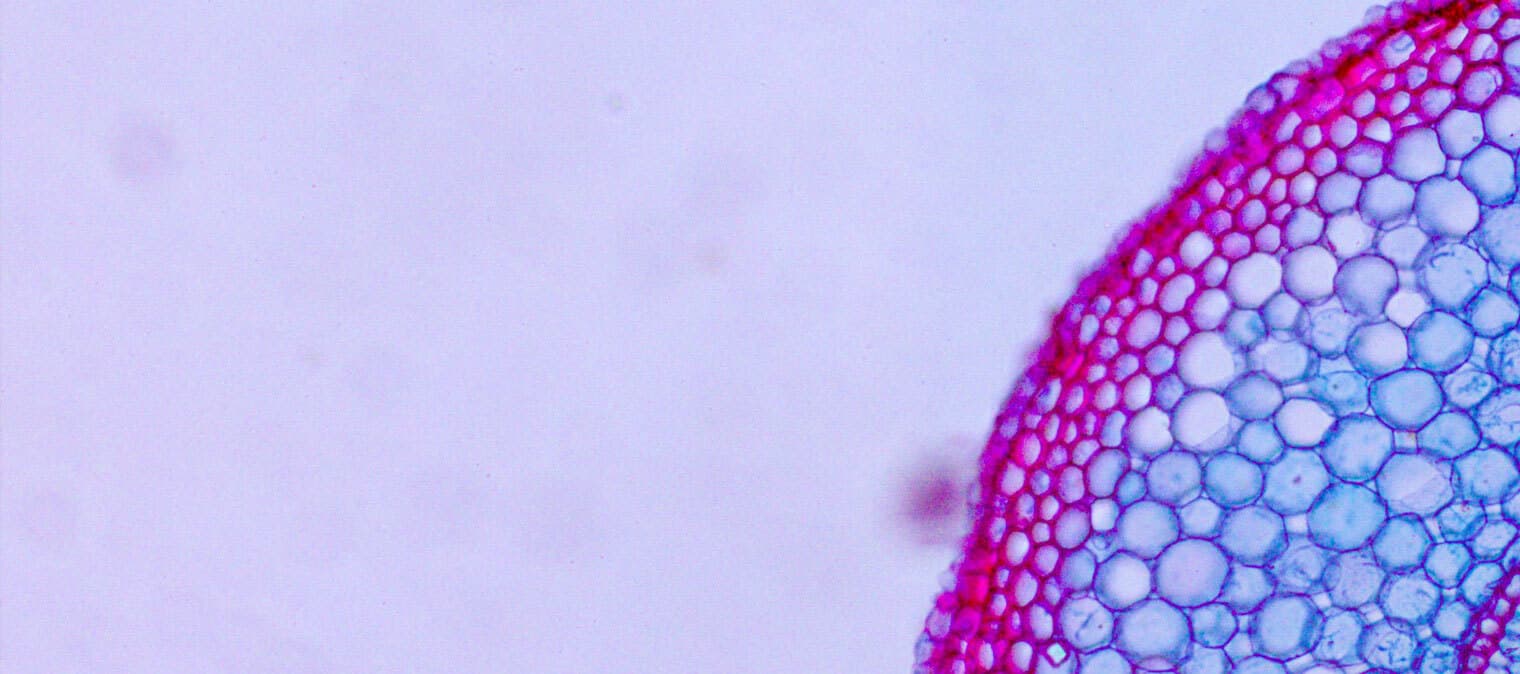A cell membrane