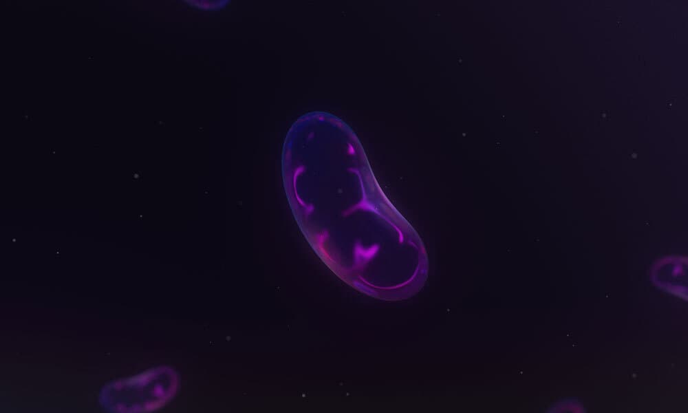 Mitochondria
