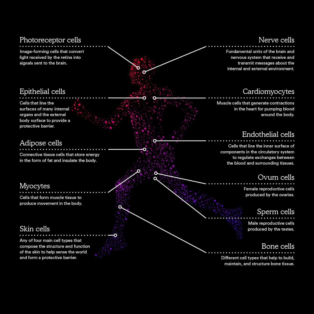 Types of cells