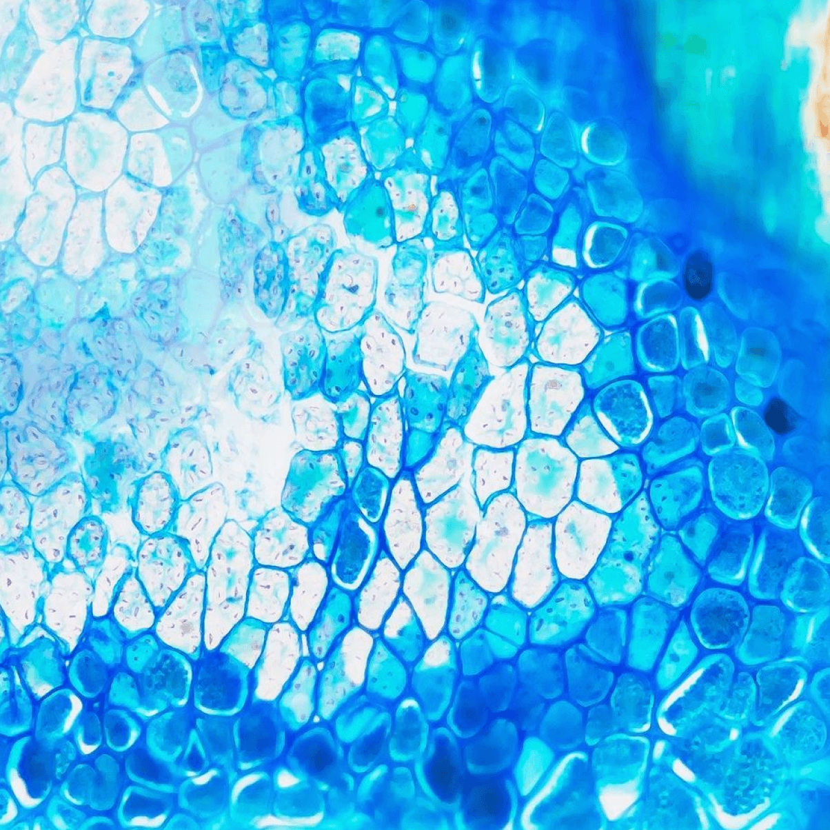 Cells