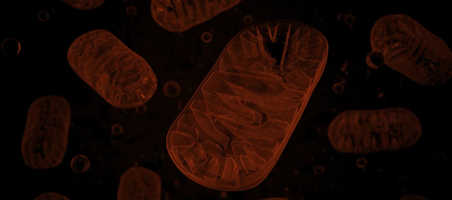 Learn what is ATP, how is ATP made and where is ATP produced