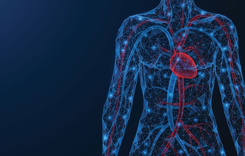 Human cardiovascular system
