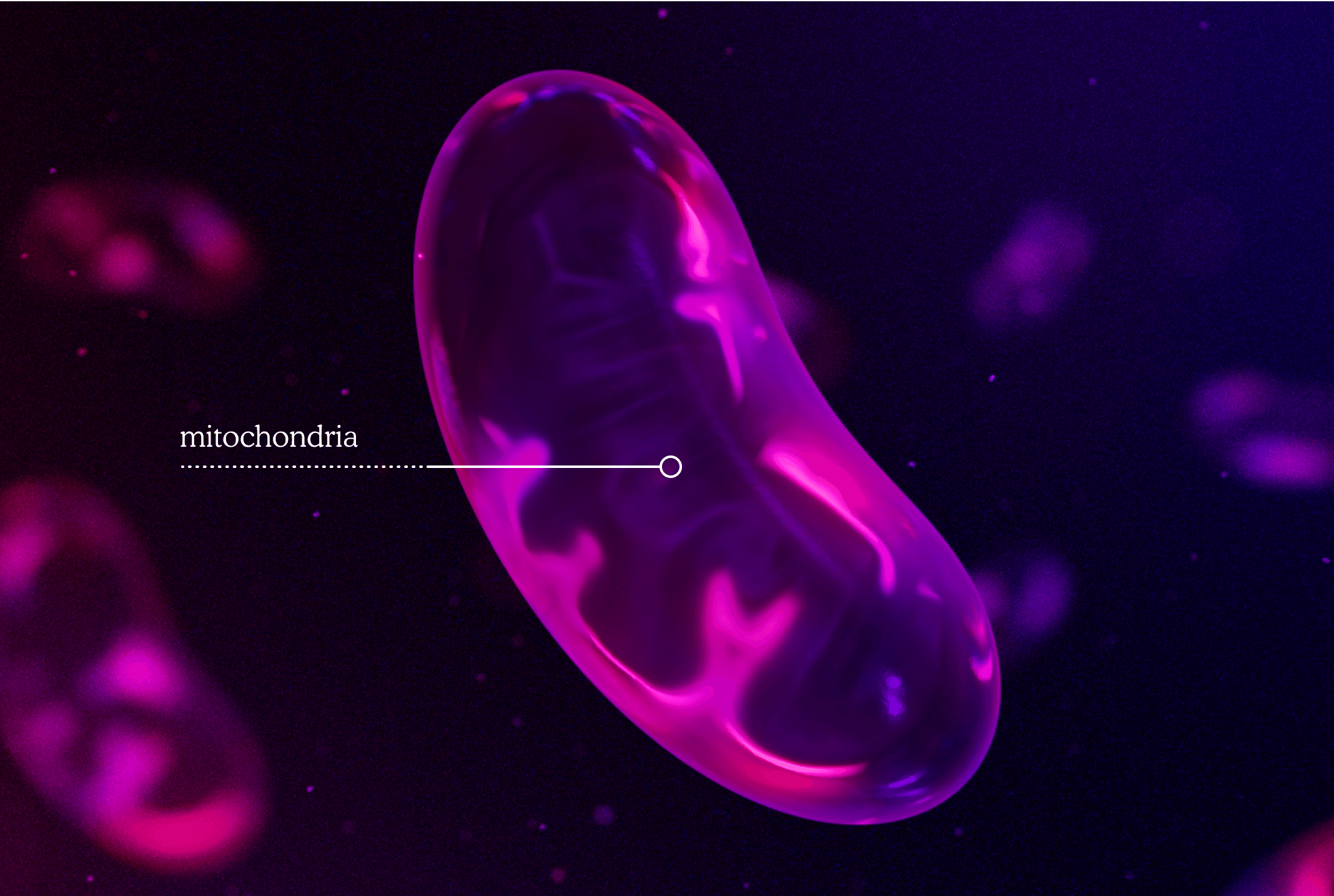 Mitochondria