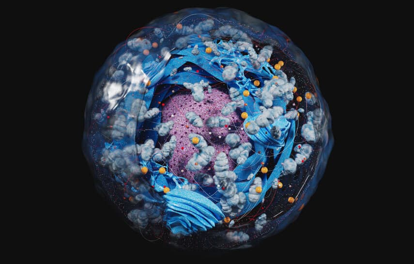 Human cell