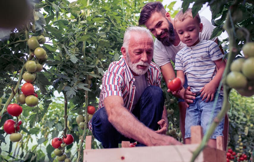 Family picking fruit