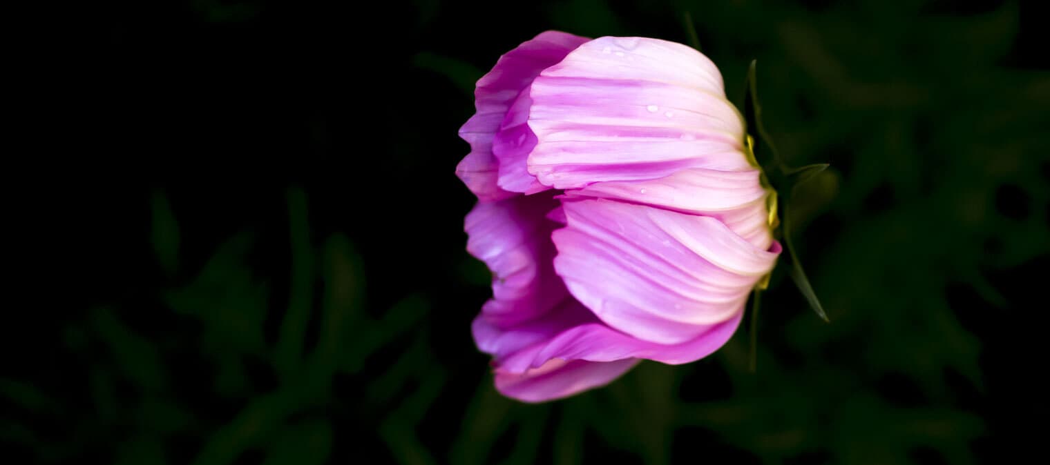 Flower opening in the morning light