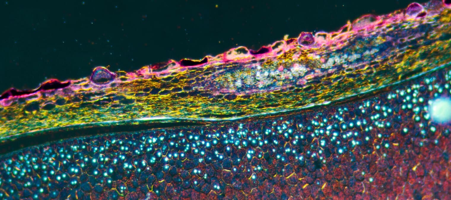 plant cell