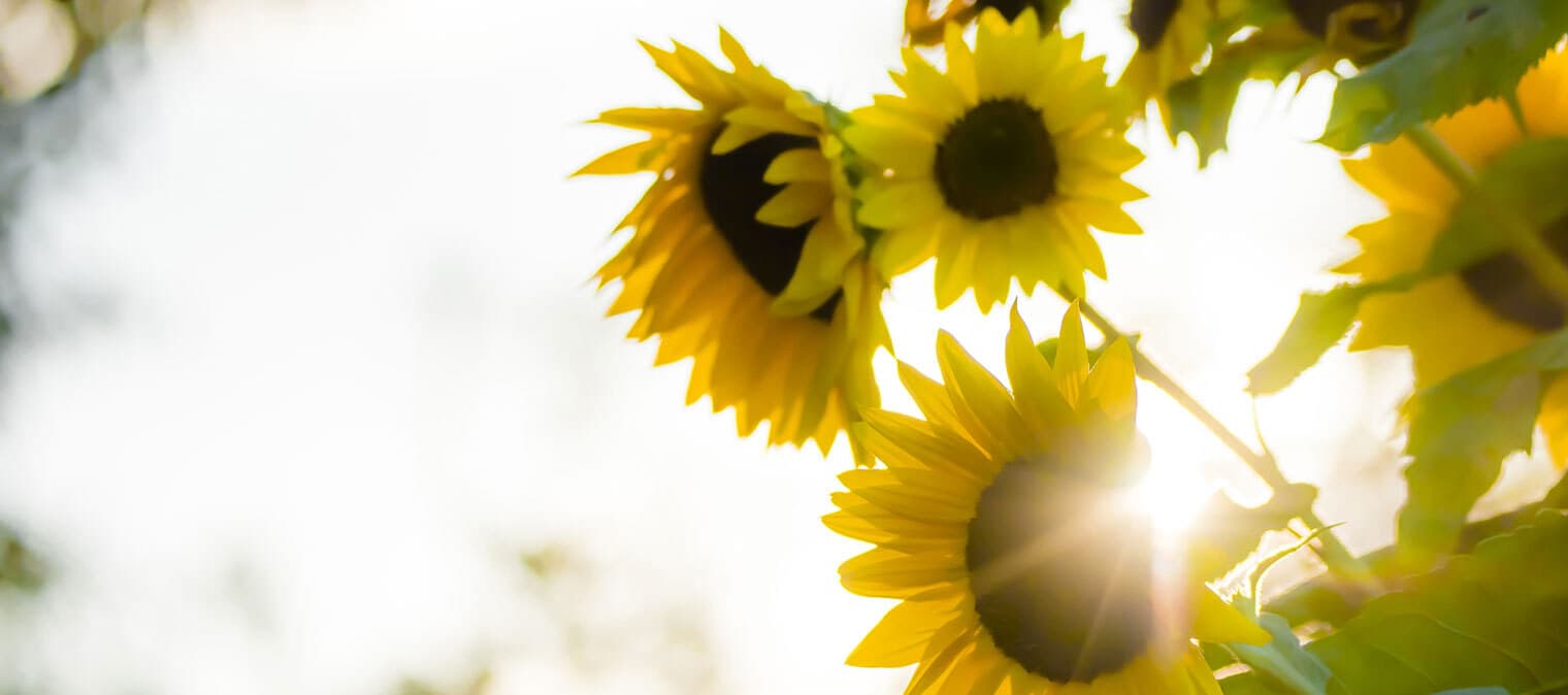 Octadecenedioic acid is derived from sunflower seeds