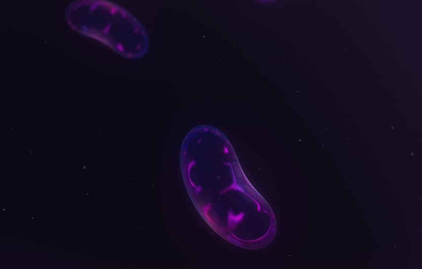 mitochondria