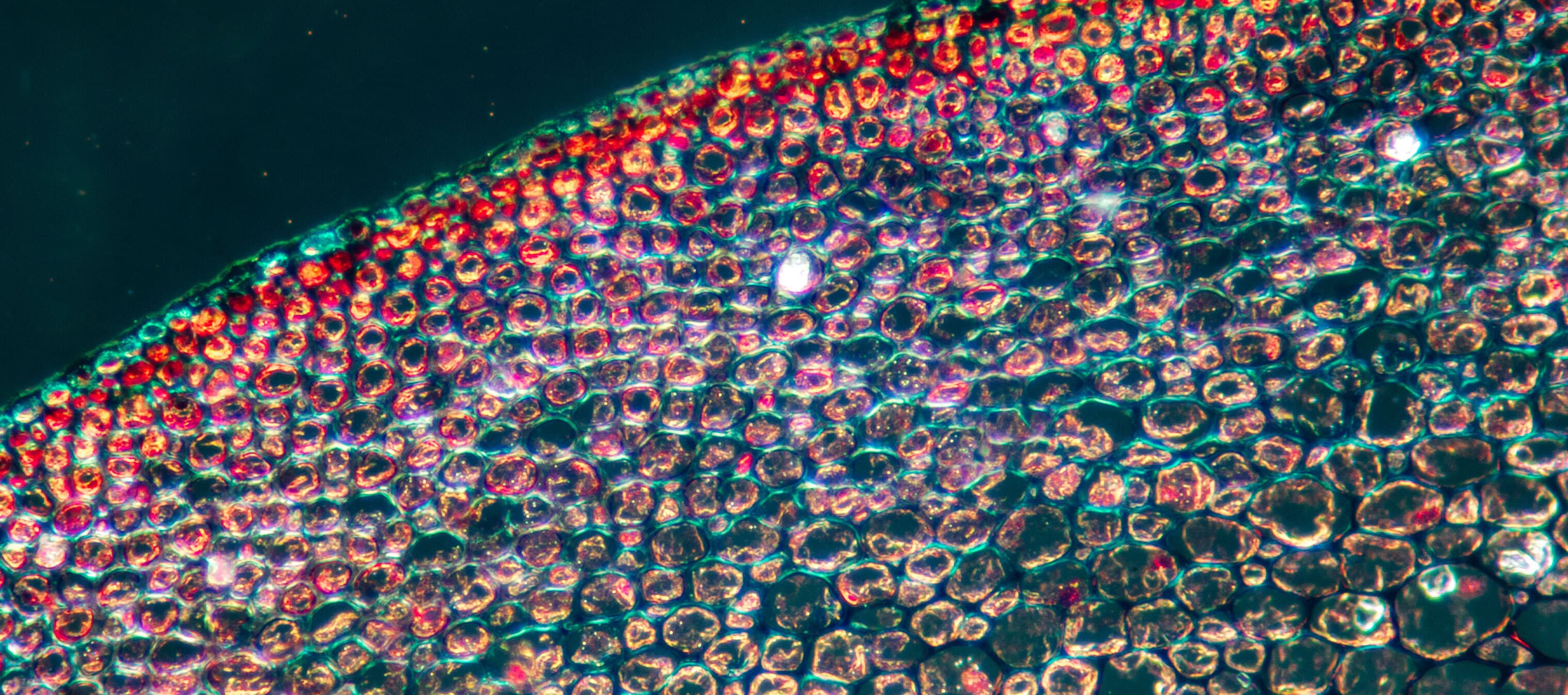 Cell under microscope