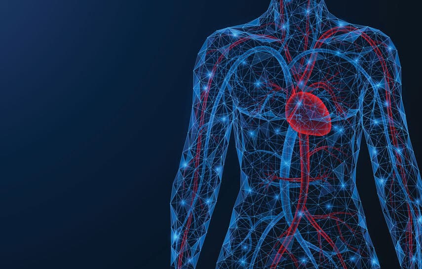 cardiovascular system