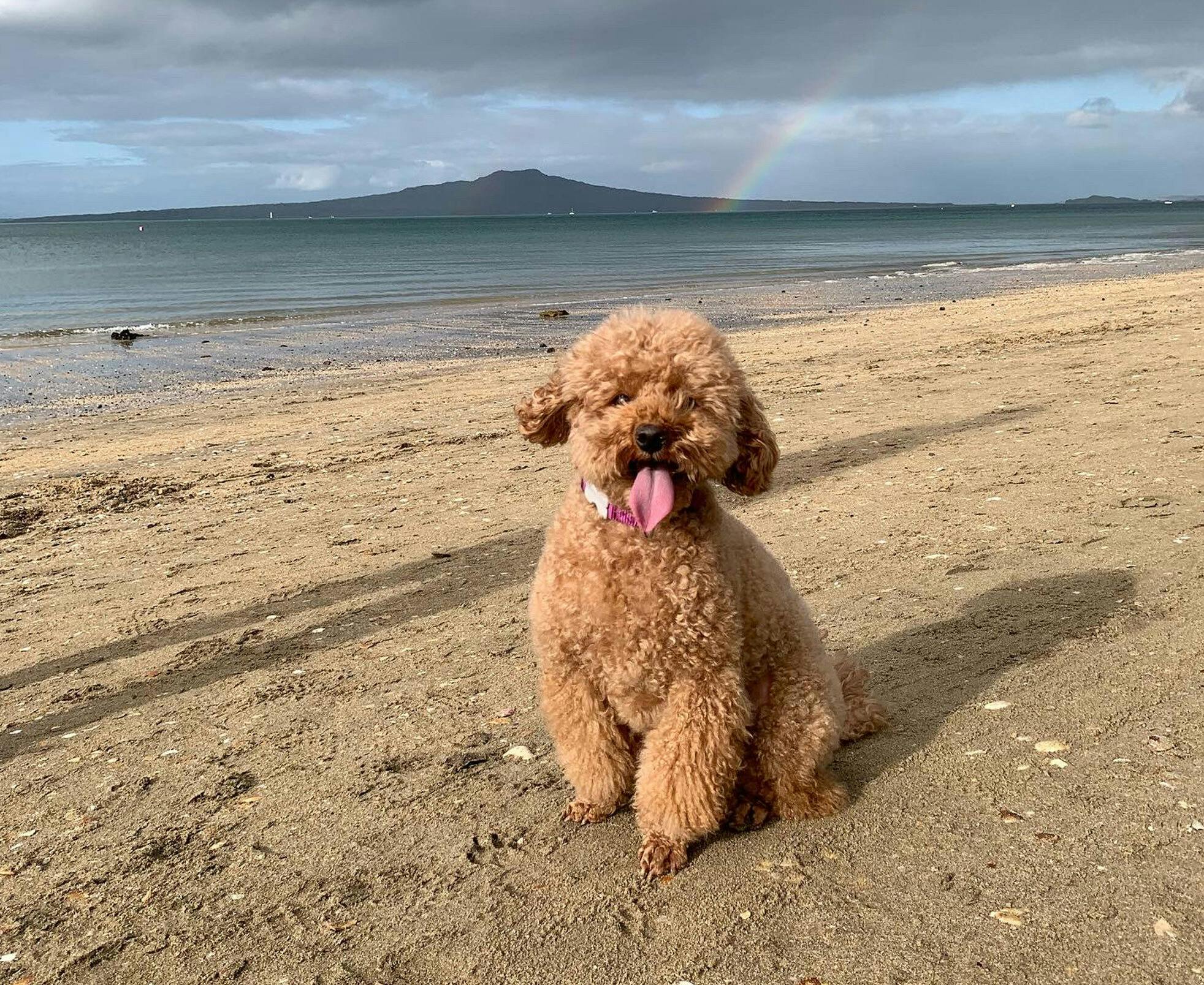 Dog on beach with rainbow