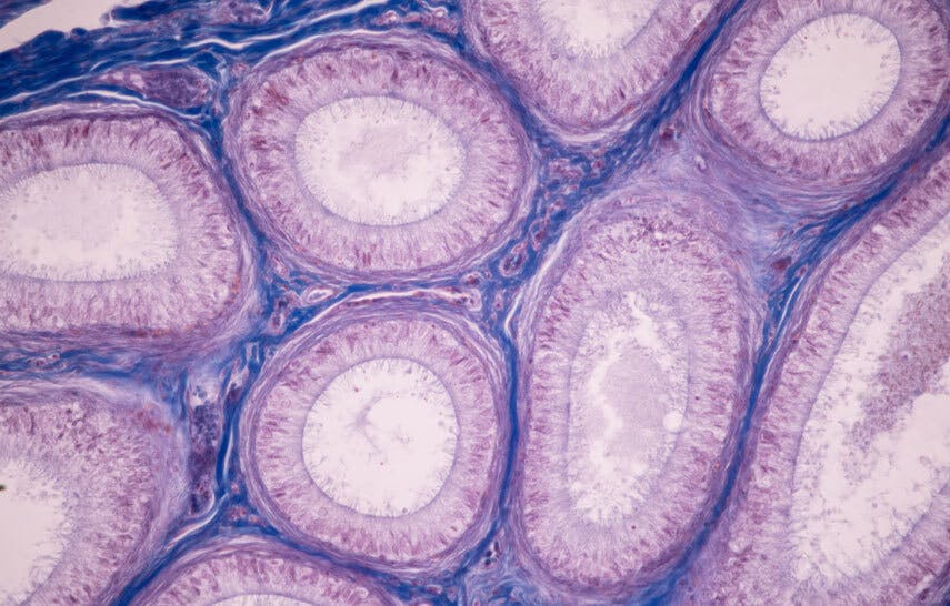 human cell under microscope