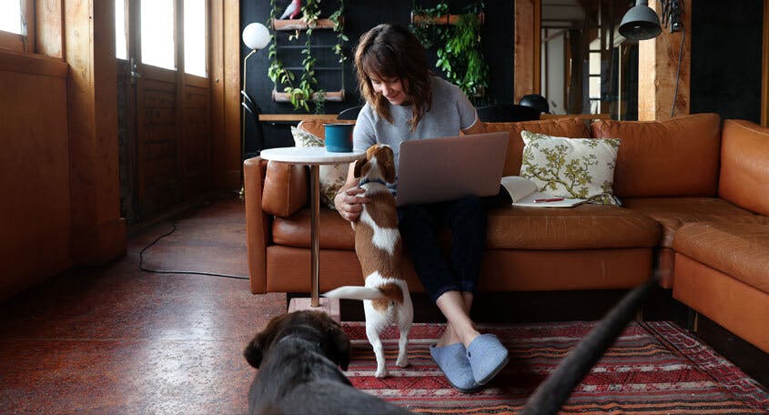 Woman working on couch with animals