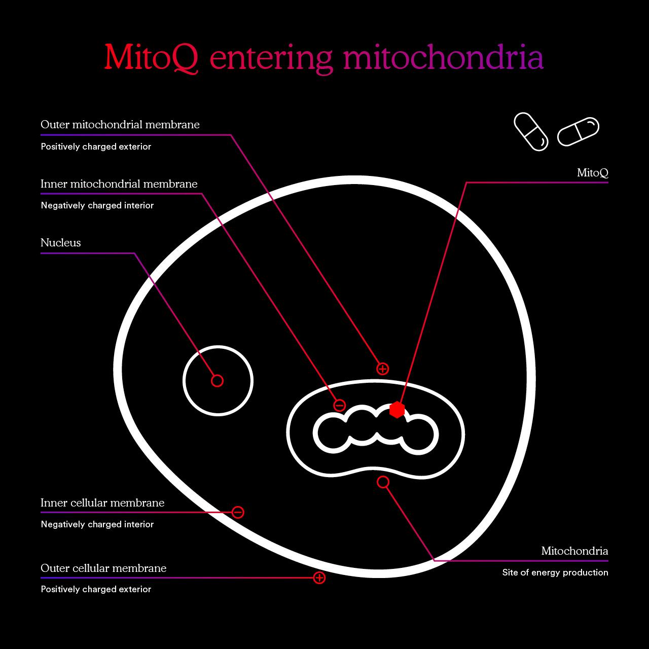 MitoQ bioavailability