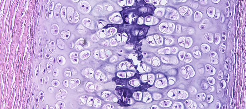 Thumbnail for 5 habits for healthy cells (and how to form them!)