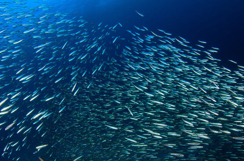 The best Omega-3 supplement for women: Essential benefits and tips