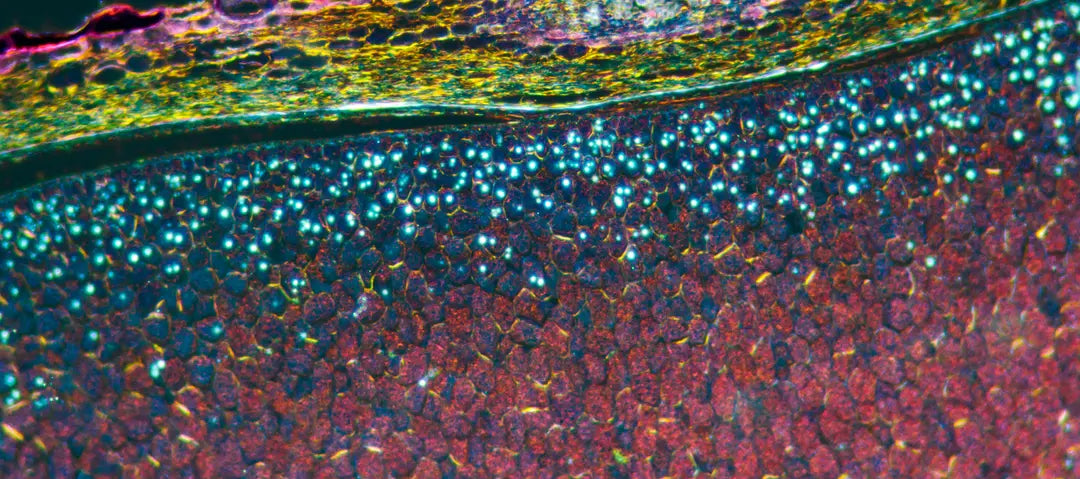 90 days of cell activity