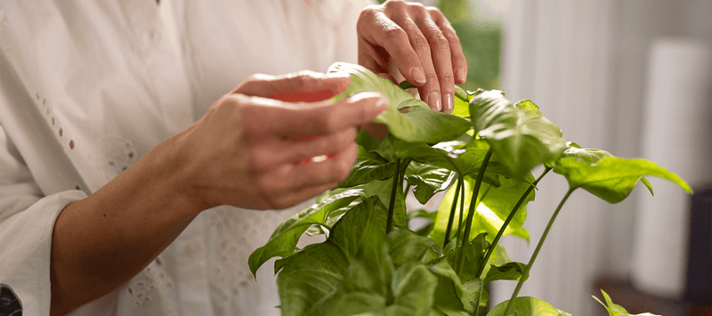 Thumbnail for Can self-compassion reduce inflammation?
